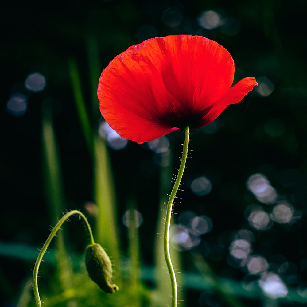 Vibrant Red Poppy art print by Stephanie Klatt for $57.95 CAD