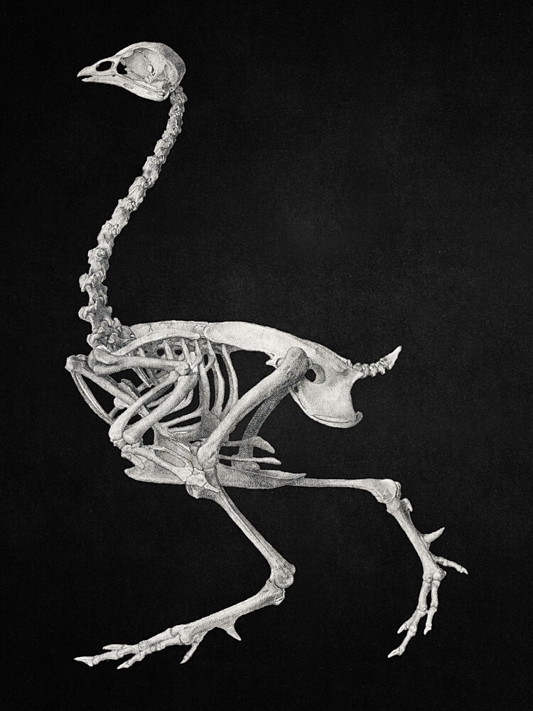 Ostrich Skeleton Study art print by Marja van den Hurk for $57.95 CAD