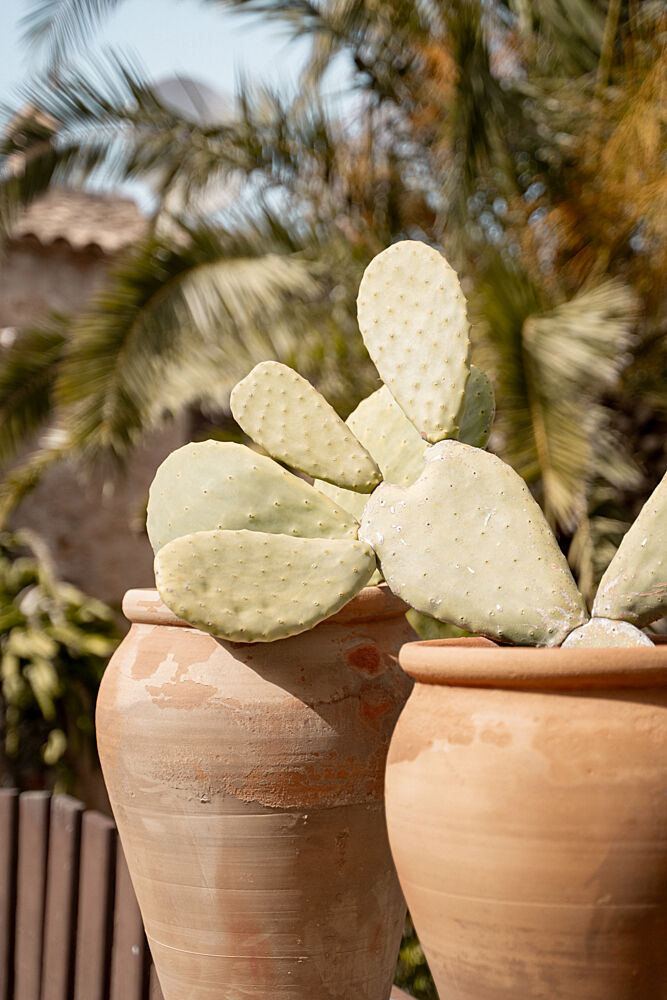 Potted Cactus in Sunlight art print by Henrike Schenk for $57.95 CAD