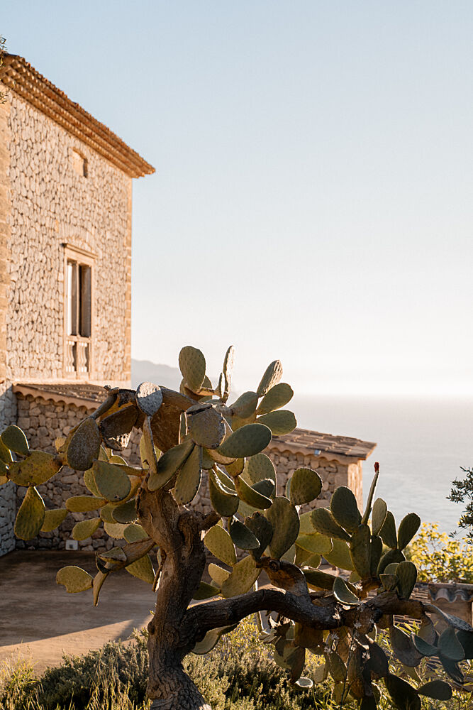 Mediterranean Cactus View art print by Henrike Schenk for $57.95 CAD