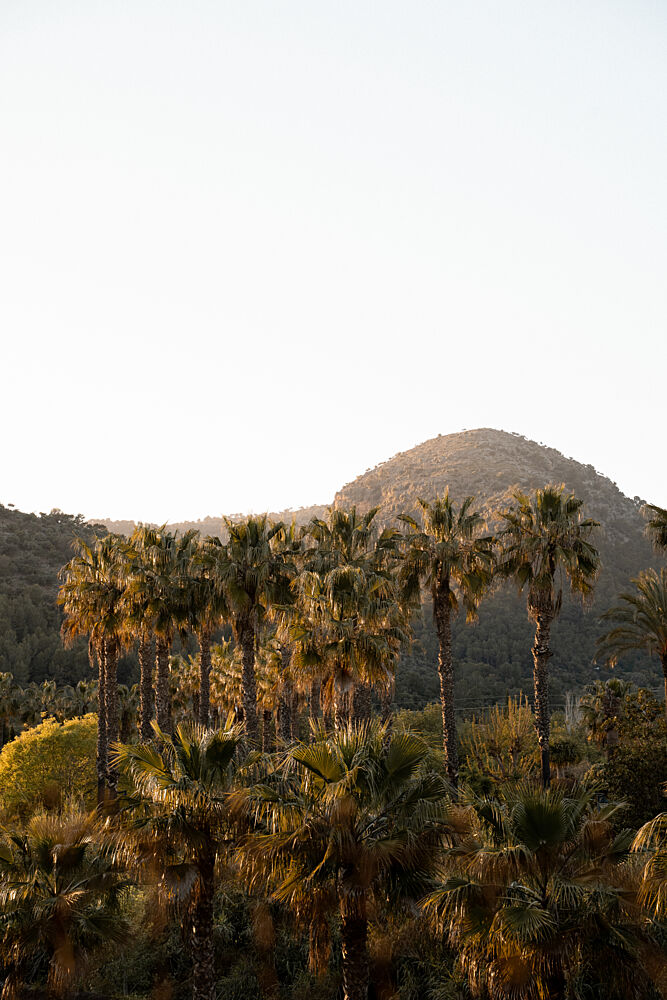Golden Palms and Mountains art print by Henrike Schenk for $57.95 CAD