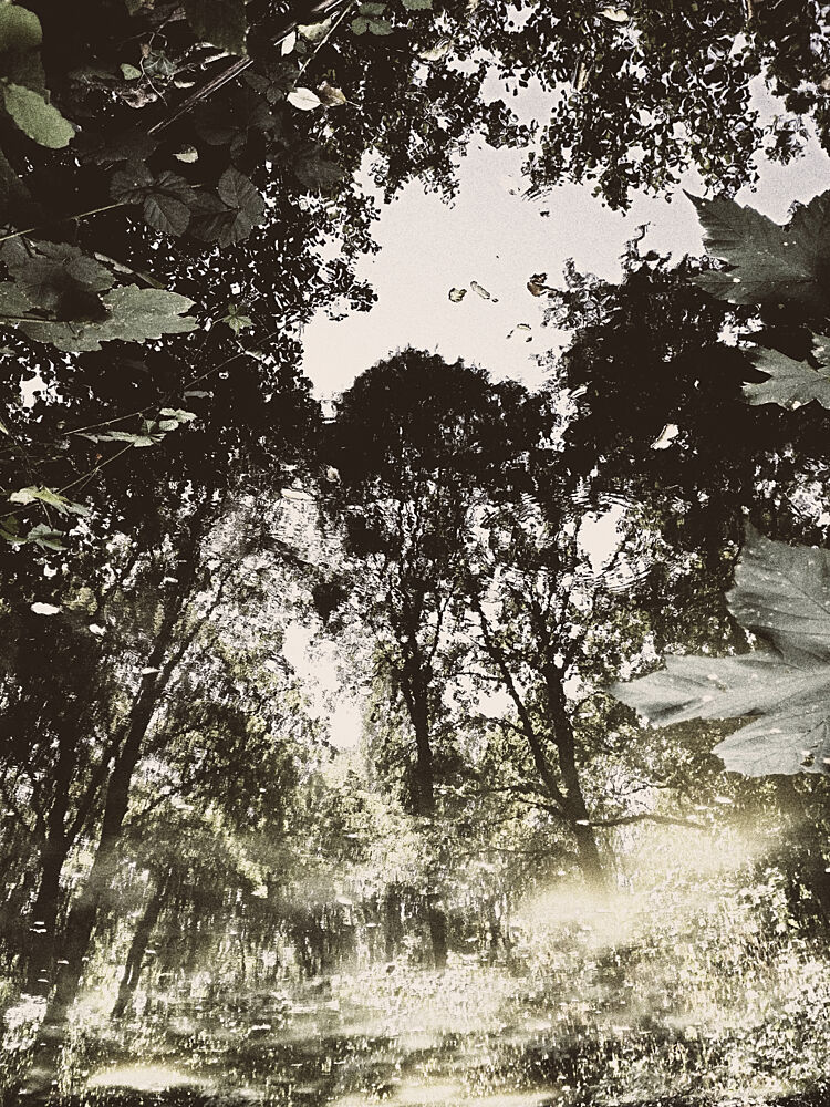 Tranquil Forest Reflection art print by Angelo Cerantola for $57.95 CAD