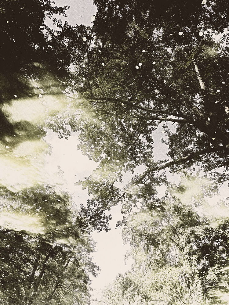 Dreamy Forest Light art print by Angelo Cerantola for $57.95 CAD