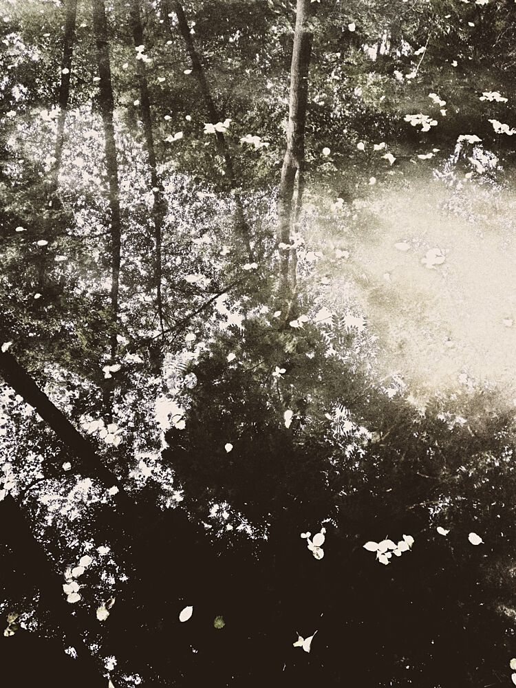 Ethereal Forest Sunlight art print by Angelo Cerantola for $57.95 CAD