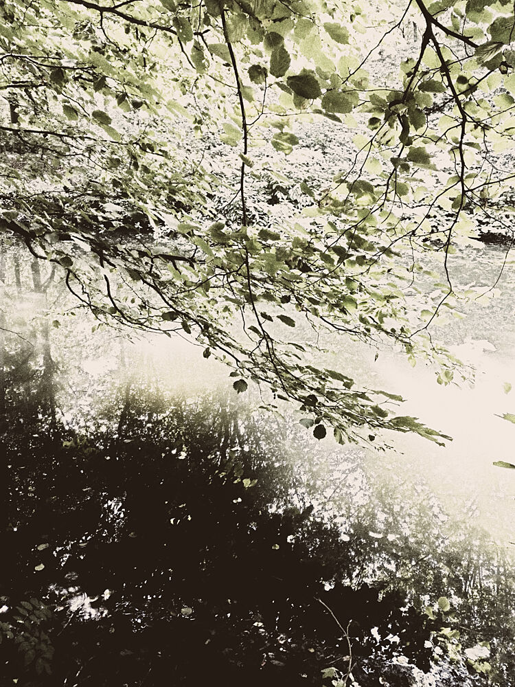Sunlit Woodland Canopy art print by Angelo Cerantola for $57.95 CAD