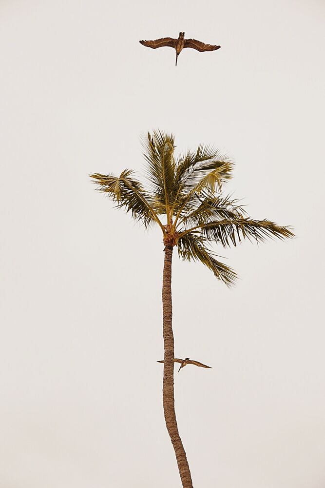 Palm Tree Pelican Flight art print by del Mundo Imagery for $57.95 CAD