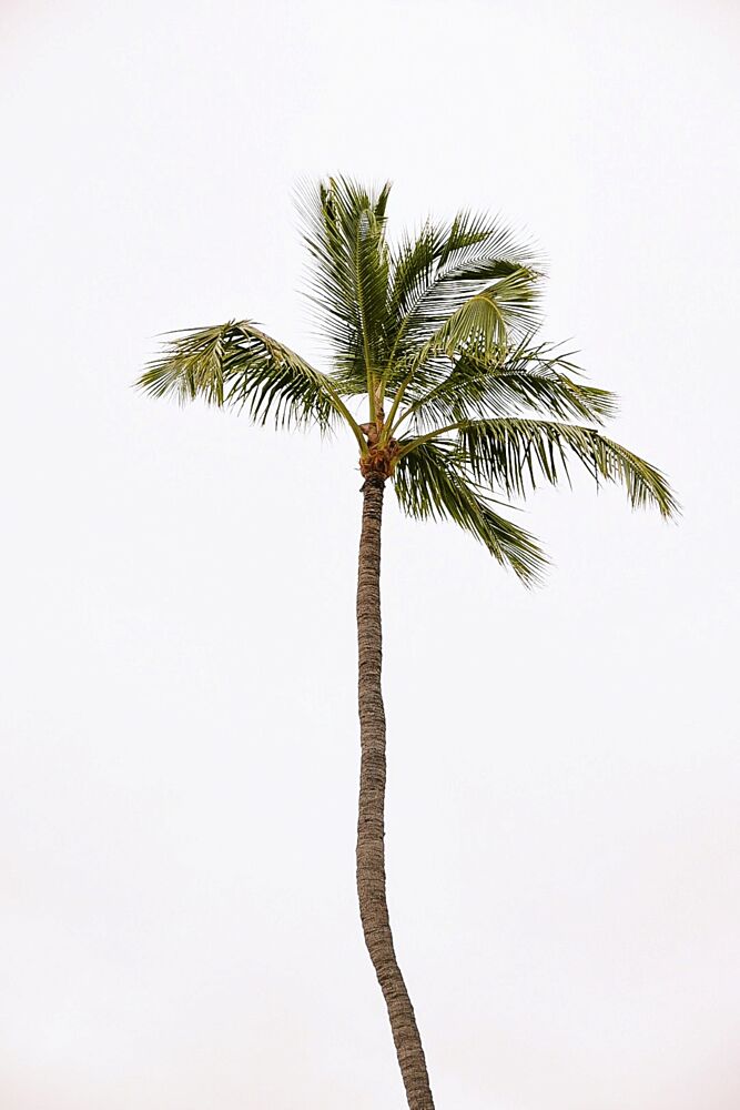 Solitary Tropical Palm art print by del Mundo Imagery for $57.95 CAD