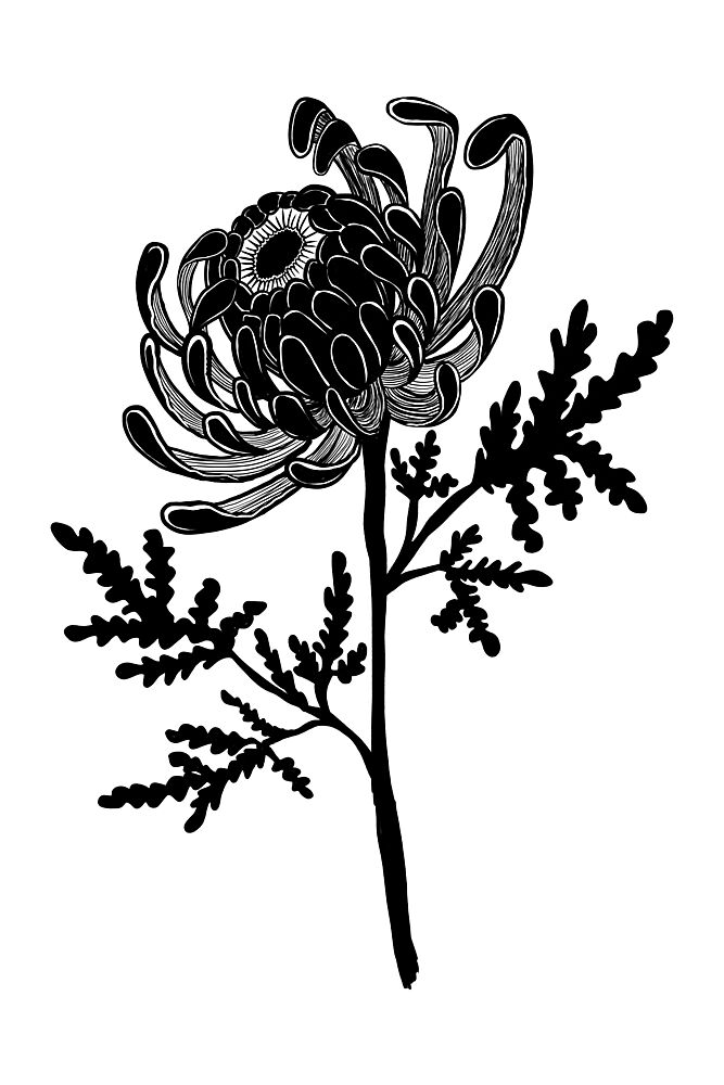 Elegant Black Chrysanthemum art print by Mela Patterns for $57.95 CAD