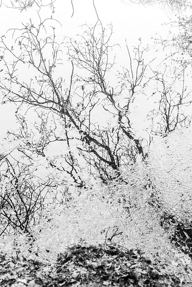 Stark Winter Branches art print by Imaginative for $57.95 CAD