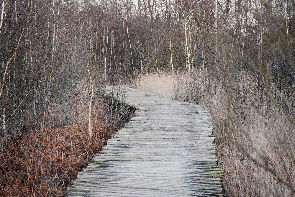 Winter Boardwalk Path art print by Imaginative for $57.95 CAD