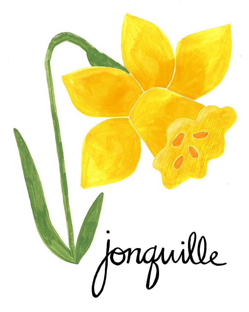 Yellow Jonquil Illustration art print by Susan Black for $57.95 CAD