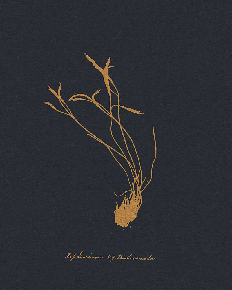 Golden Botanical Study art print by Wild Violets for $57.95 CAD