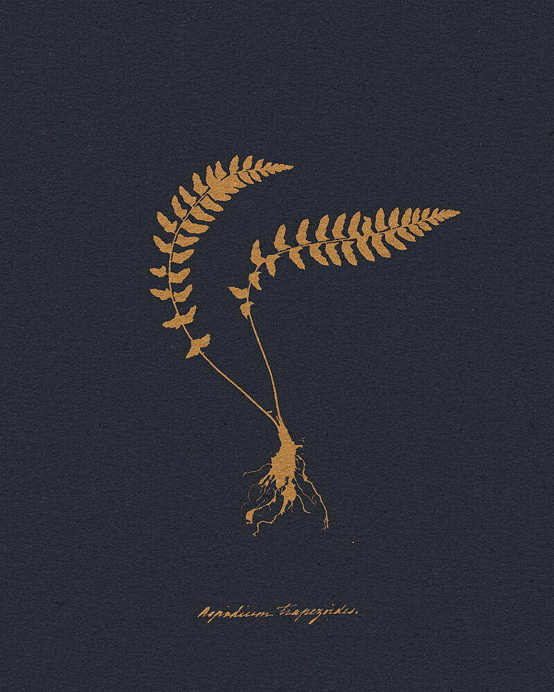 Golden Fern Illustration art print by Wild Violets for $57.95 CAD