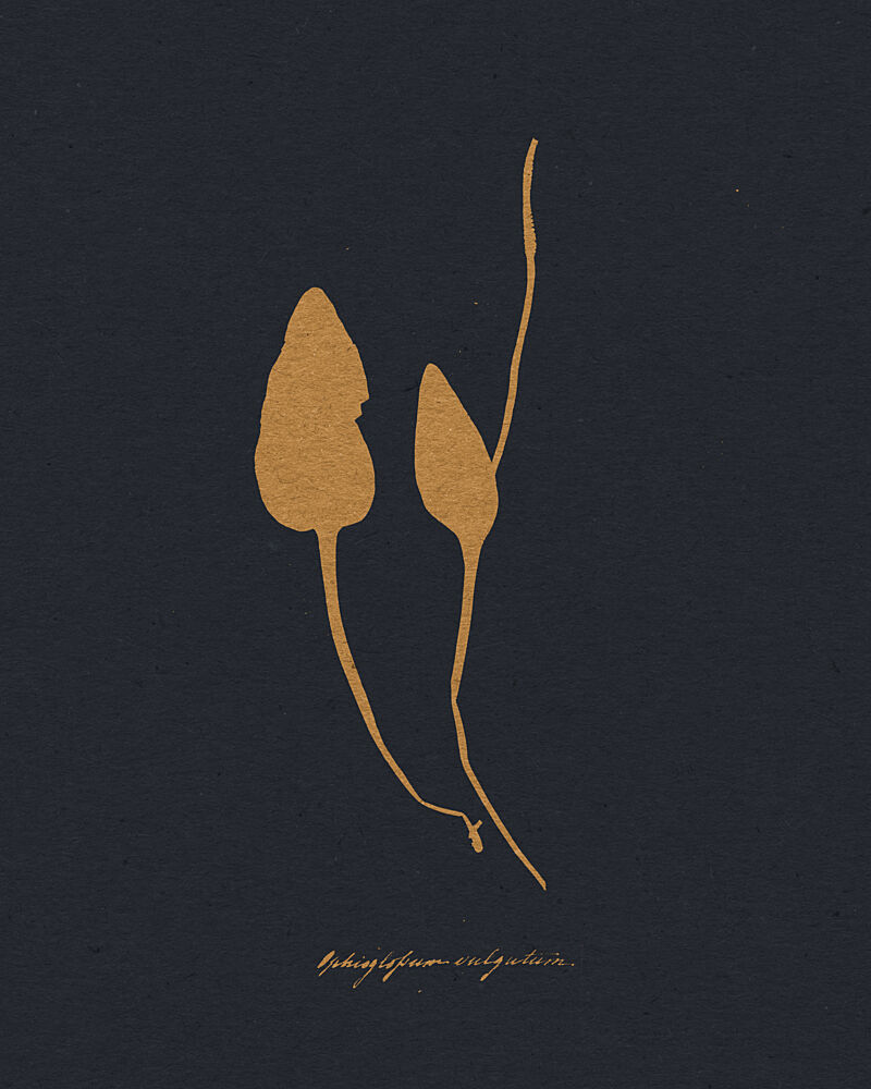 Golden Botanical Study art print by Wild Violets for $57.95 CAD