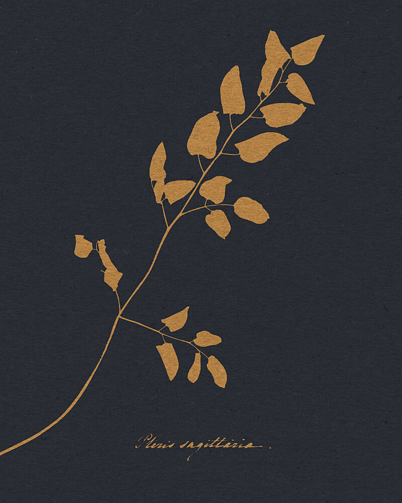 Golden Fern Silhouette art print by Wild Violets for $57.95 CAD