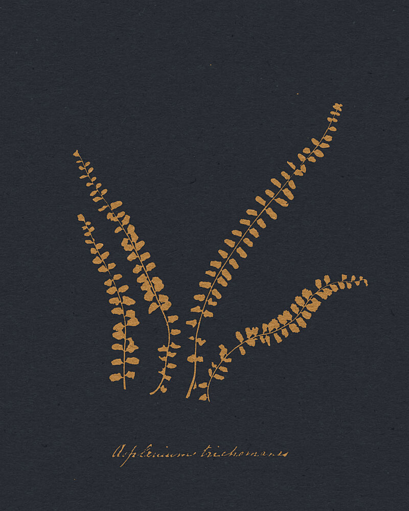 Golden Maidenhair Fern art print by Wild Violets for $57.95 CAD