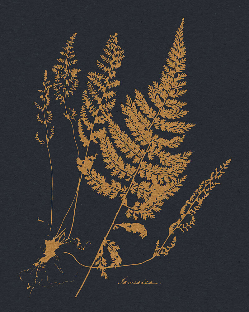Golden Botanical Ferns art print by Wild Violets for $57.95 CAD