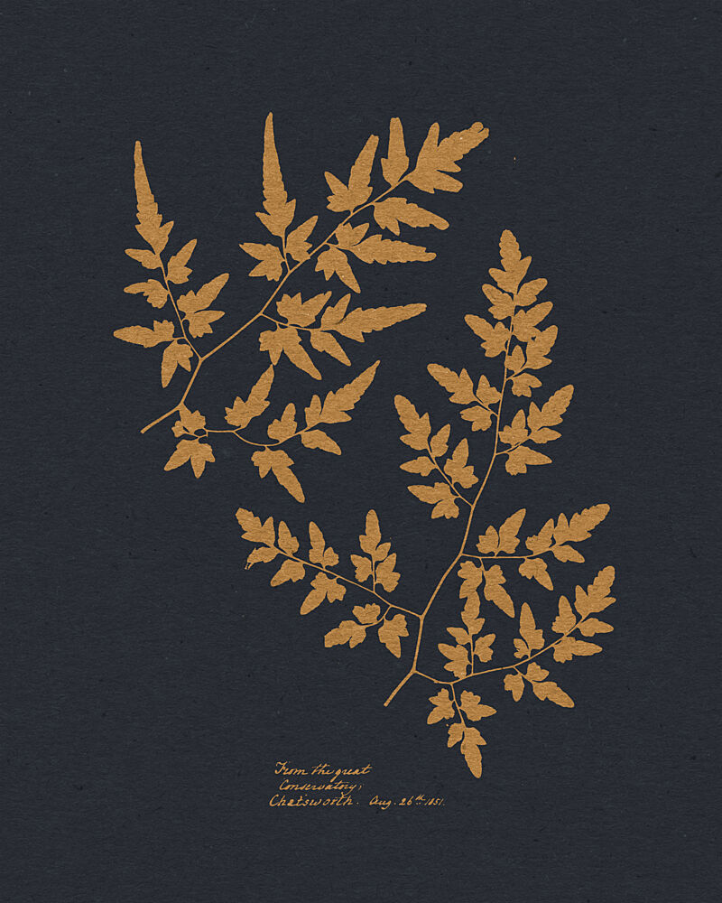 Golden Fern Fronds art print by Wild Violets for $57.95 CAD