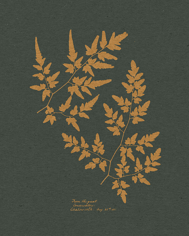 Golden Fern Silhouettes art print by Wild Violets for $57.95 CAD