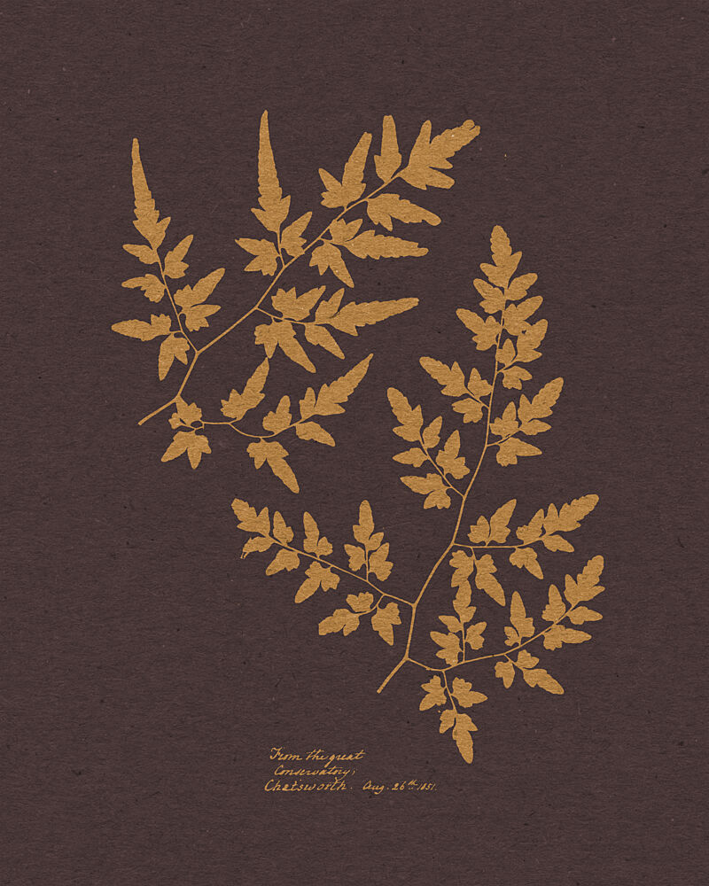 Vintage Golden Fern Fronds art print by Wild Violets for $57.95 CAD