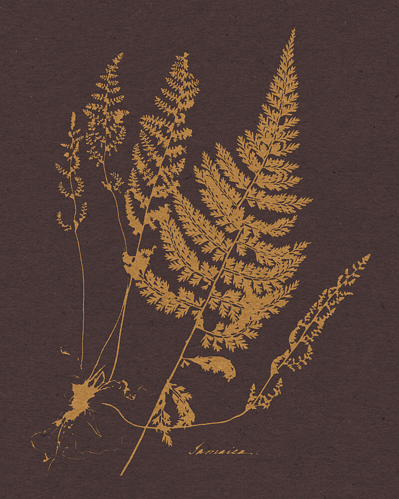 Golden Fern Botanical art print by Wild Violets for $57.95 CAD