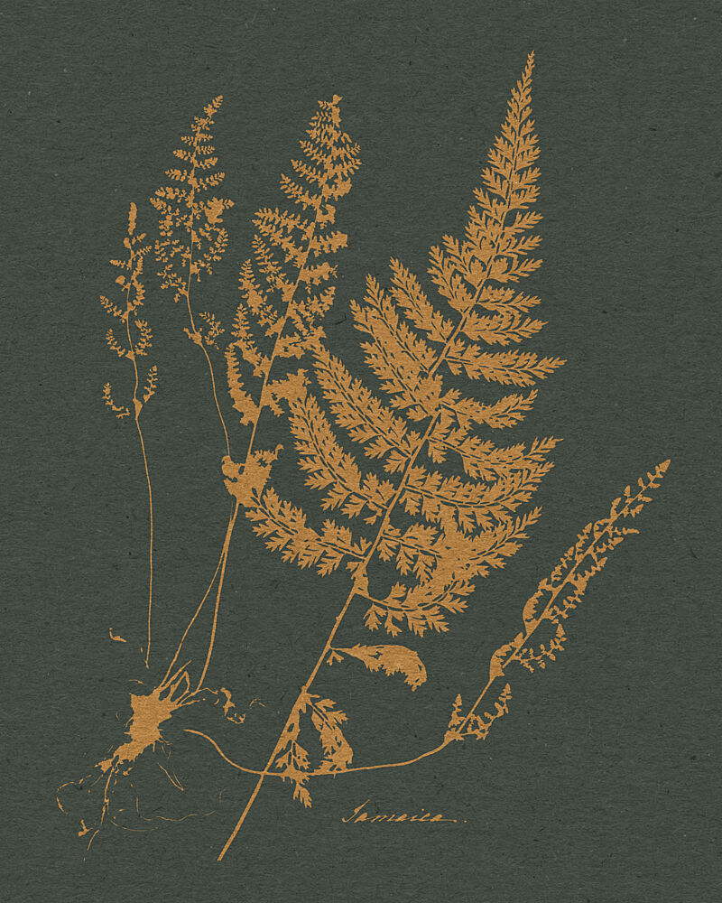 Vintage Fern Botanical art print by Wild Violets for $57.95 CAD