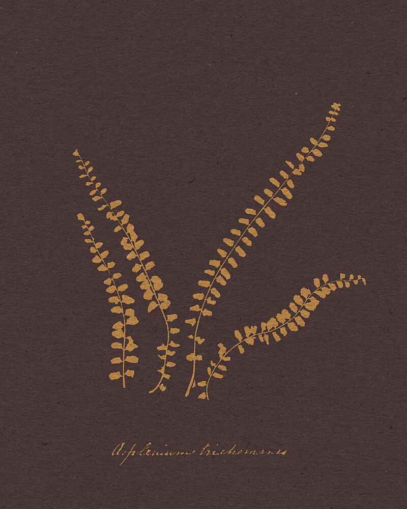 Golden Fern Botanical Study art print by Wild Violets for $57.95 CAD