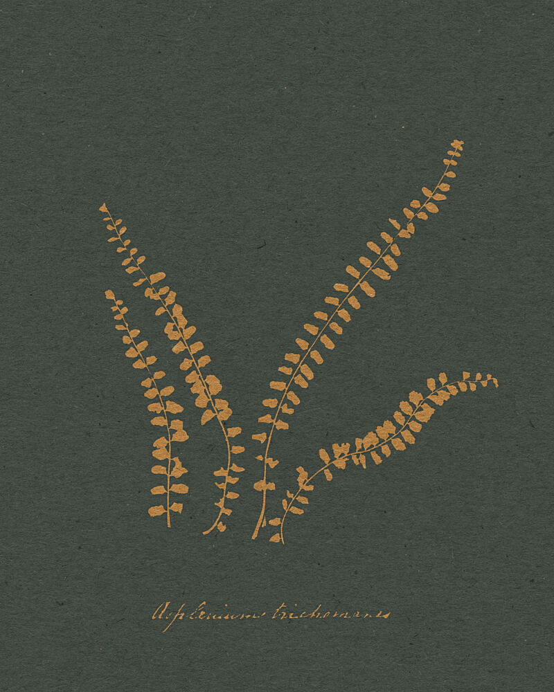 Golden Fern Illustration art print by Wild Violets for $57.95 CAD