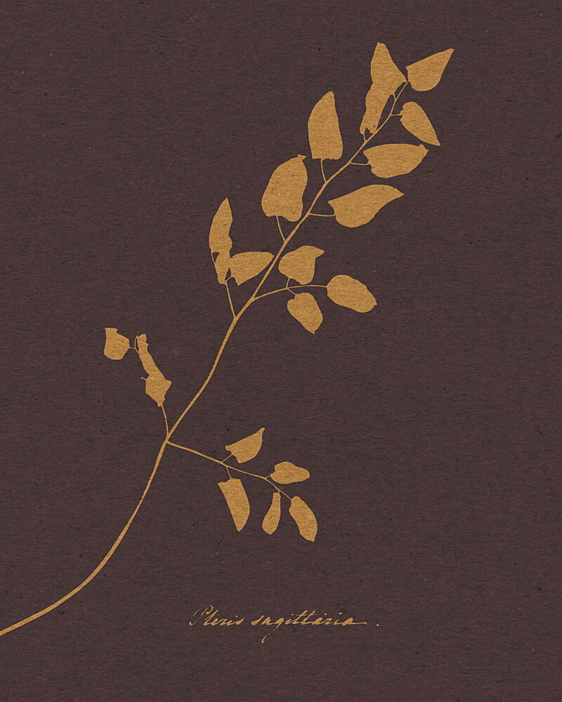 Elegant Botanical Fern art print by Wild Violets for $57.95 CAD