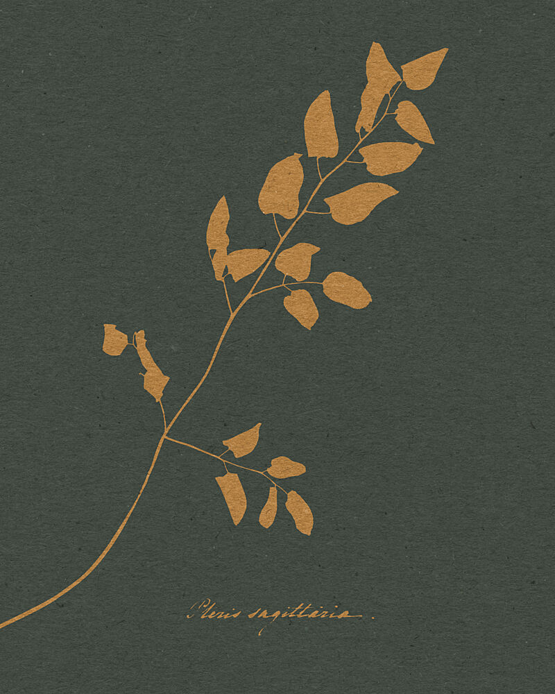 Golden Fern Silhouette art print by Wild Violets for $57.95 CAD