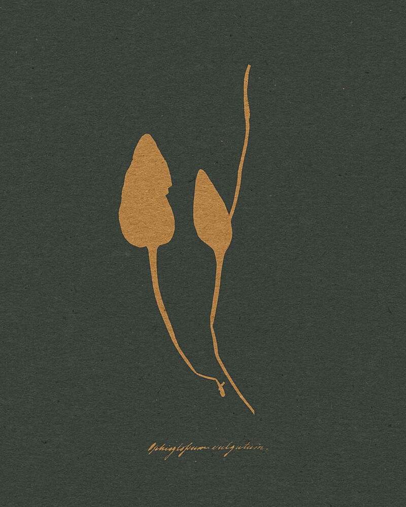 Elegant Plant Silhouettes art print by Wild Violets for $57.95 CAD
