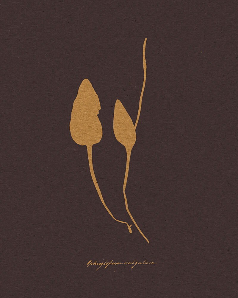Golden Botanical Silhouettes art print by Wild Violets for $57.95 CAD