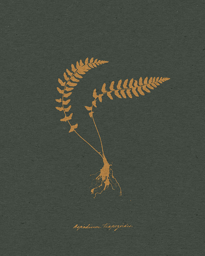 Golden Fern Botanical Study art print by Wild Violets for $57.95 CAD