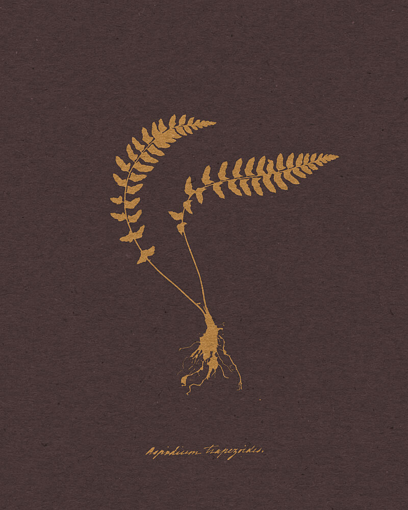 Golden Fern Botanical Study art print by Wild Violets for $57.95 CAD