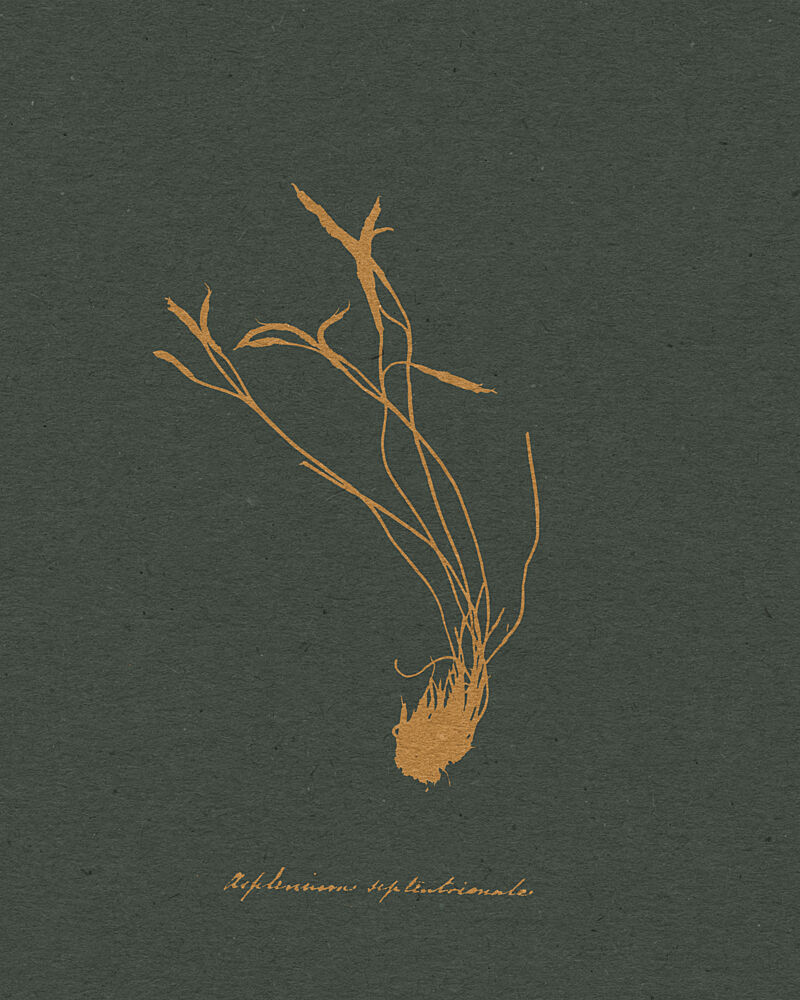 Golden Botanical Illustration art print by Wild Violets for $57.95 CAD