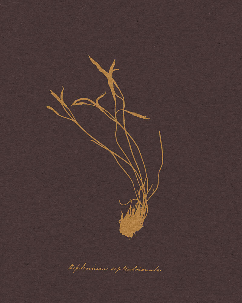 Golden Botanical Study art print by Wild Violets for $57.95 CAD
