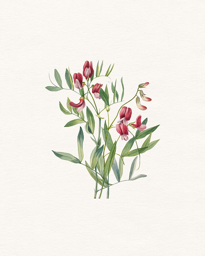 Vibrant Sweet Pea art print by Wild Violets for $57.95 CAD