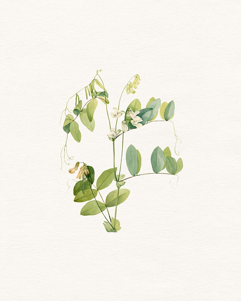 Delicate Botanical Study art print by Wild Violets for $57.95 CAD