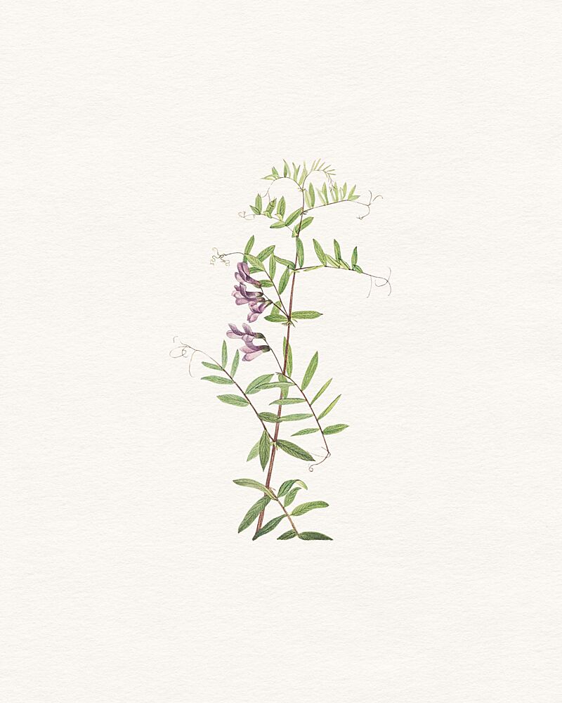 Wild Purple Flowers art print by Wild Violets for $57.95 CAD