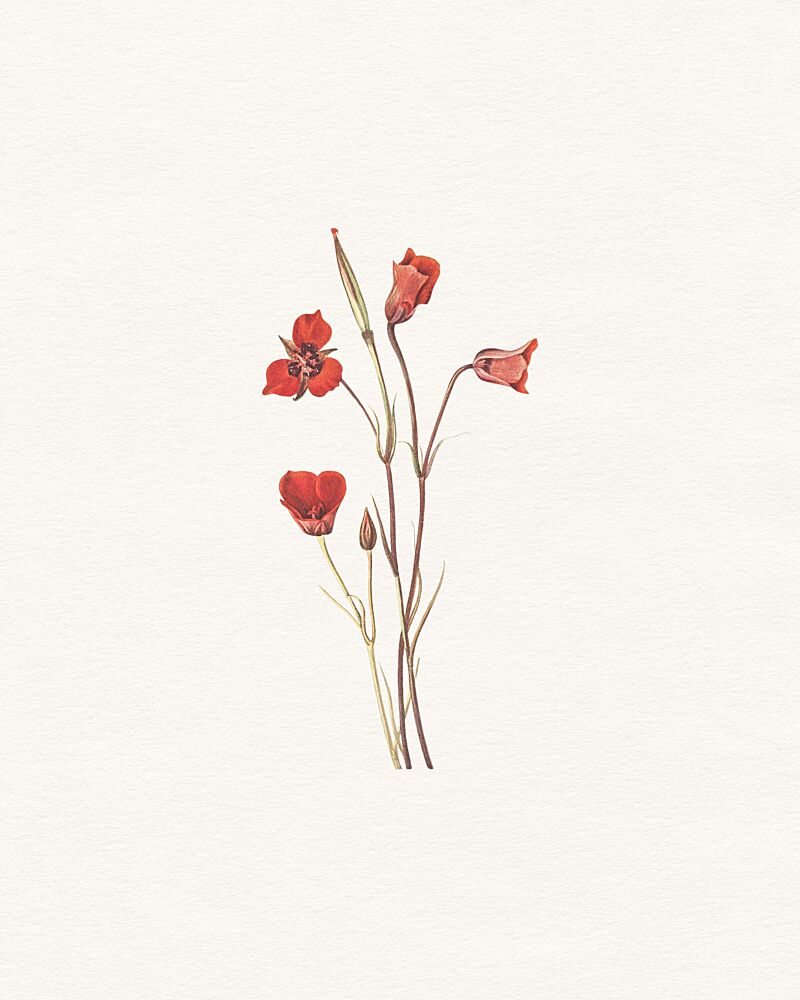 Delicate Red Blooms art print by Wild Violets for $57.95 CAD