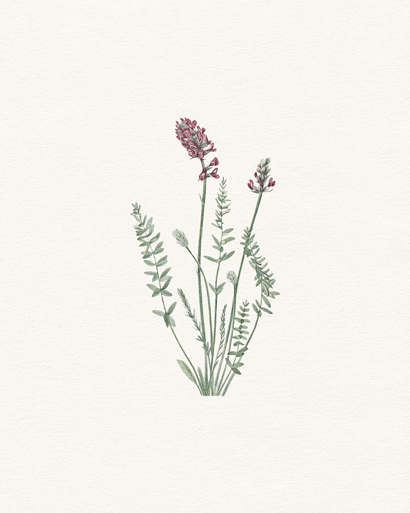 Delicate Botanical Illustration art print by Wild Violets for $57.95 CAD