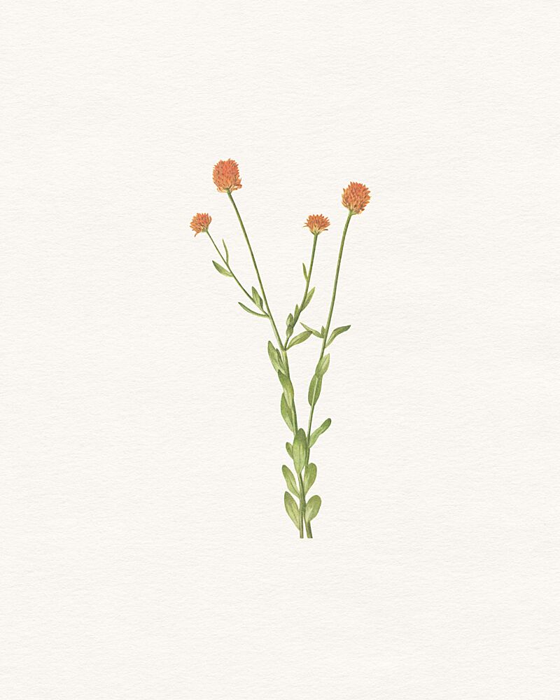 Simple Orange Blooms art print by Wild Violets for $57.95 CAD
