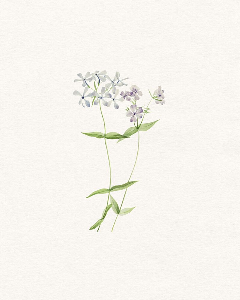 Delicate Watercolor Phlox art print by Wild Violets for $57.95 CAD
