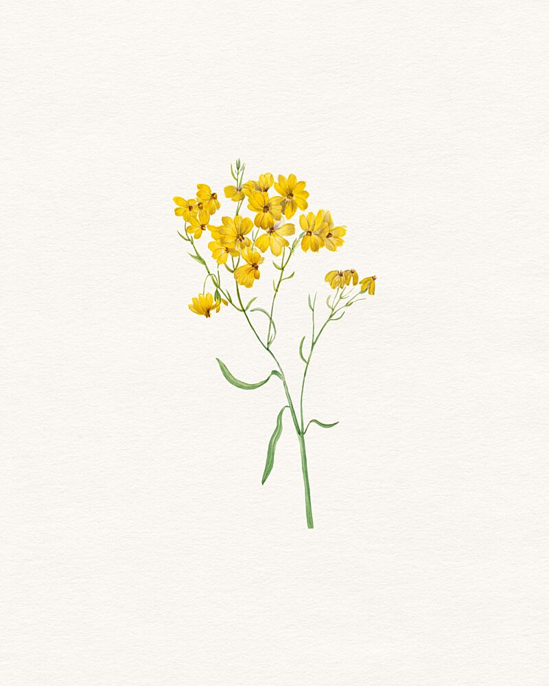 Delicate Yellow Blooms art print by Wild Violets for $57.95 CAD