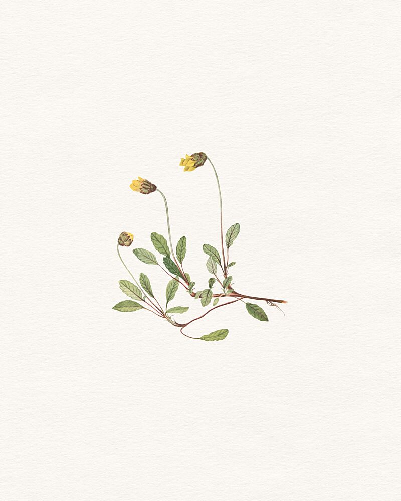 Minimalist Botanical Study art print by Wild Violets for $57.95 CAD