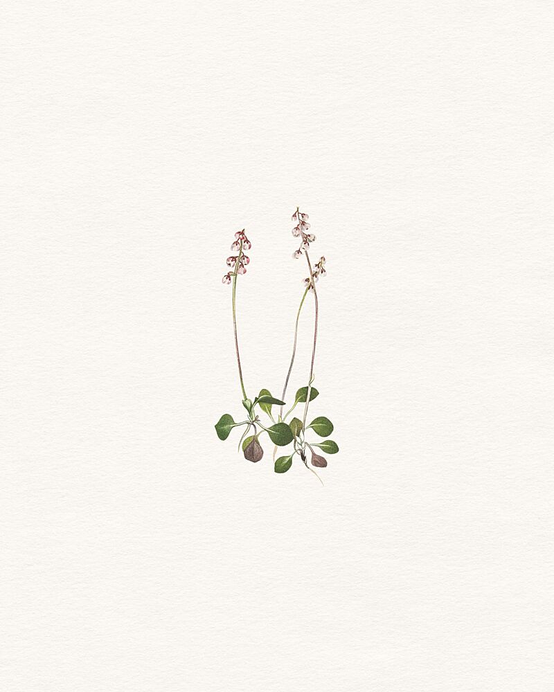 Delicate Botanical Study art print by Wild Violets for $57.95 CAD