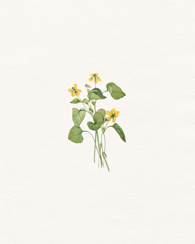 Delicate Yellow Flowers art print by Wild Violets for $57.95 CAD