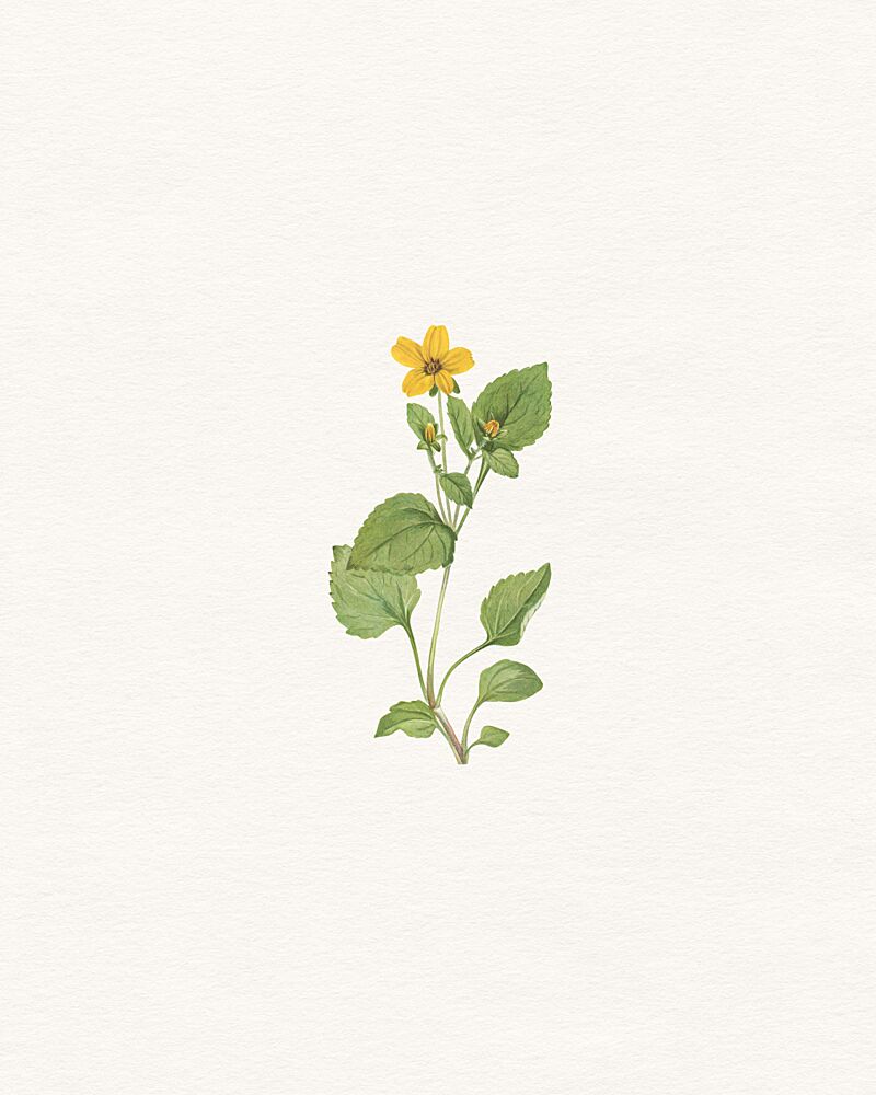 Yellow Botanical Flower art print by Wild Violets for $57.95 CAD