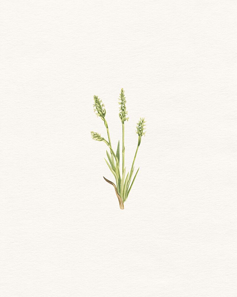 Delicate Green Plant art print by Wild Violets for $57.95 CAD
