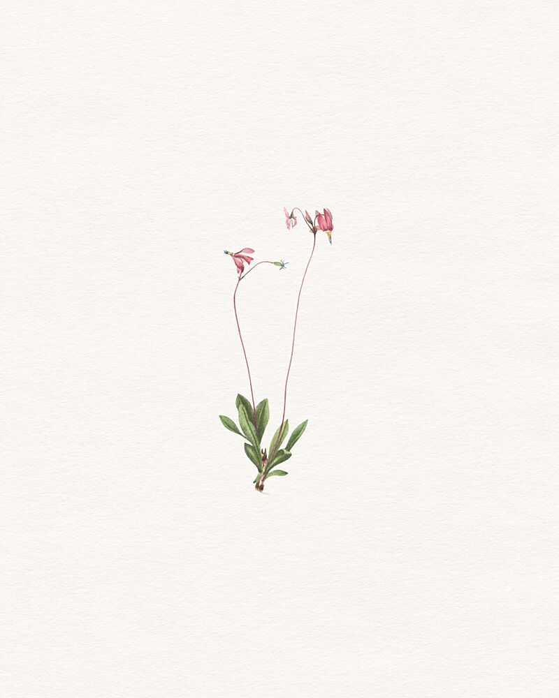 Delicate Pink Botanical art print by Wild Violets for $57.95 CAD